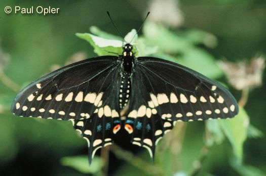 Black Swallowtail (Papilio polyxenes) Black Swallowtail (Papilio polyxenes)