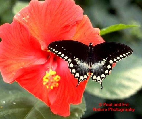 Spicebush Swallowtail (Papilio troilus) Spicebush Swallowtail (Papilio troilus)