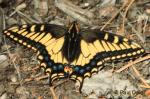 Anise Swallowtail (Papilio zelicaon) Anise Swallowtail (Papilio zelicaon)