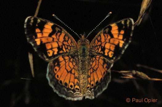 Pearl Crescent (Phyciodes tharos) Pearl Crescent (Phyciodes tharos)