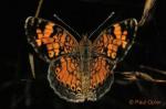 Pearl Crescent (Phyciodes tharos)