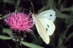 Large White Butterfly (Pieris brassicae)