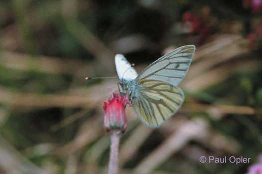 Green-veined White (Pieris napi) Green-veined White (Pieris napi)