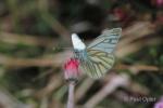 Green-veined White (Pieris napi)