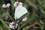 Cabbage White (Pieris rapae)