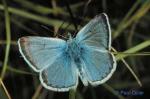 Greenish Blue (Plebejus saepiolus)