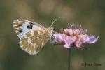 Bath White (Pontia daplidice)