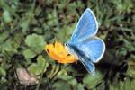 Common Blue (Polyommatus icarus)