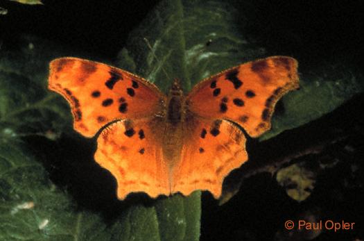 Satyr Comma (Polygonia satyrus) Satyr Comma (Polygonia satyrus)