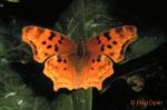 Satyr Comma (Polygonia satyrus)