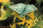 Common Checkered-skipper (Pyrgus communis)