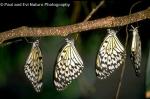 Paper Kite Butterflies (Idea leuconoe)