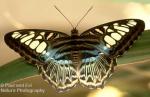 Sailor Butterfly
