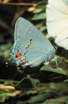 Gray Hairstreak (Strymon melinus)