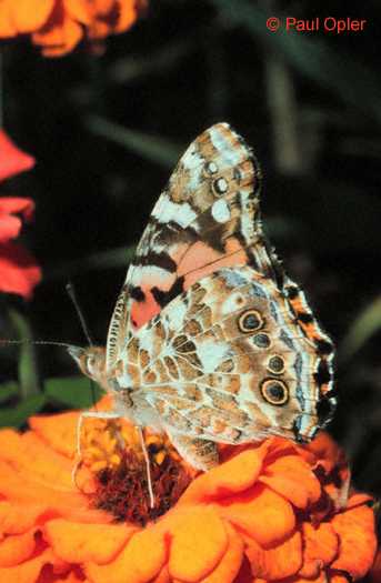 Painted Lady (Vanessa cardui)
