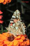 Painted Lady (Vanessa cardui)