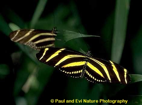 Zebra Heliconian (Heliconius charithonius) Zebra Heliconian (Heliconius charithonius)