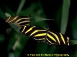 Zebra Heliconian (Heliconius charithonius)