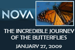 NOVA-butterflies.jpg