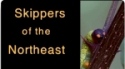 SkippersOfTheNortheast.jpg