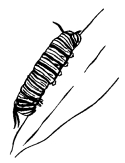 larva125.jpg