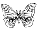 moth125.jpg