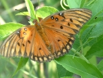 fritillary