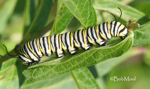 Danaus plexippus