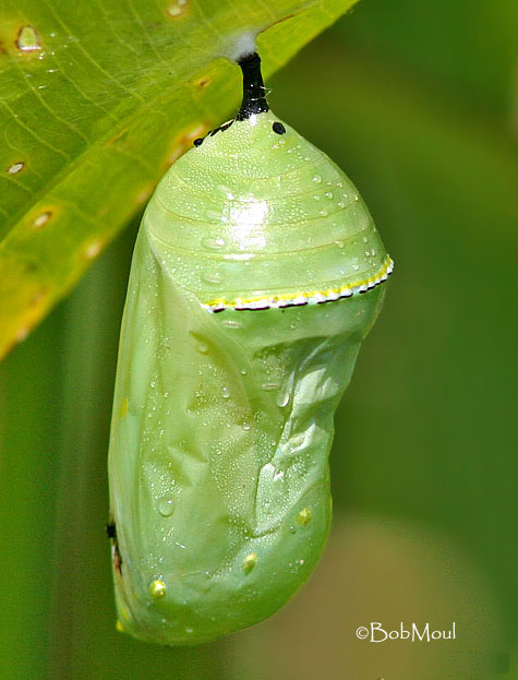 Danaus_plexippus4.jpg