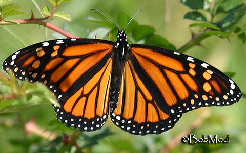 Danaus plexippus adult