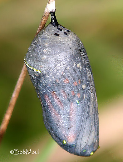 Danaus plexippus pupa