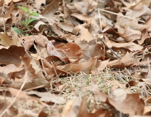 GoatweedLeafwing-KenChilds.jpg