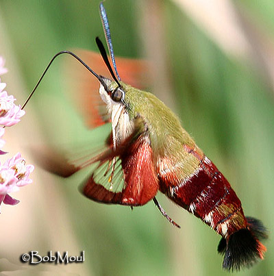 What do butterflies and moths eat The Children s Butterfly Site