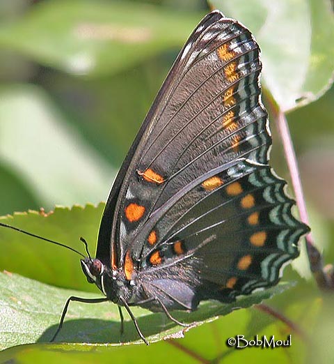 Why are butterflies brightly coloured?