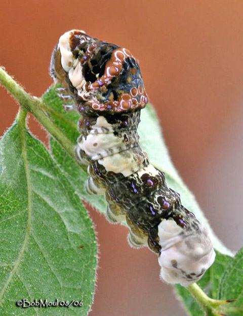 Papilio_cresphontes.jpg