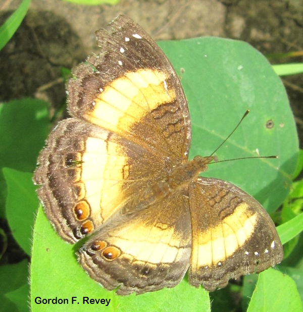 Basking Junonia terea elgiva