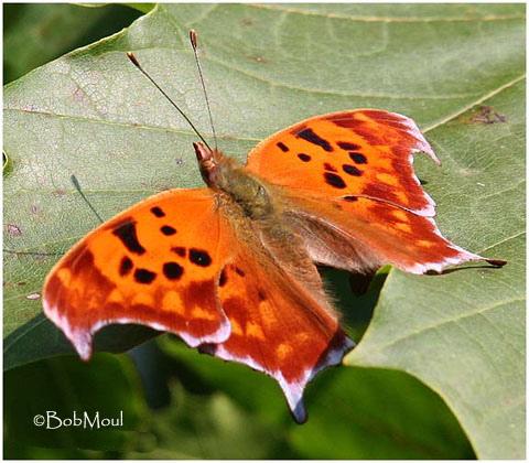 The Children S Butterfly Site