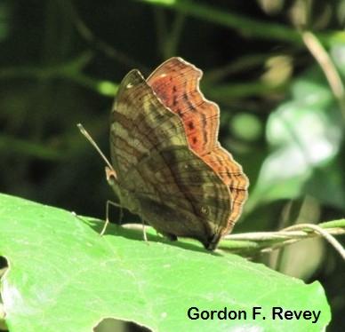 Bộ sưu tập cánh vẩy 6 - Page 16 Nymphalidae-Junonia-chorimene-Golden-Pansy-crop